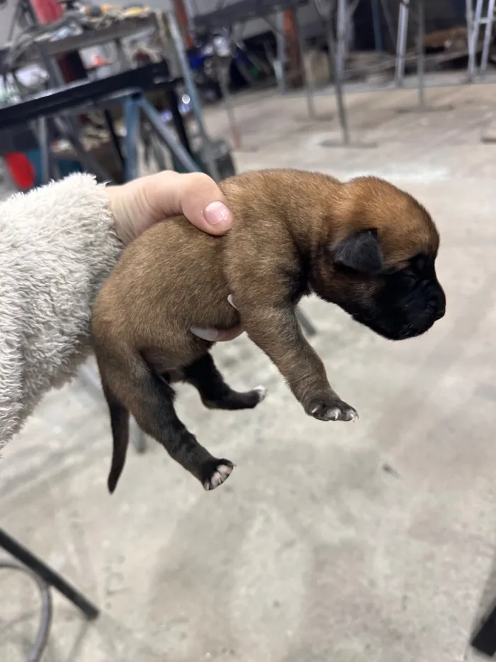 Cachorro raça SRD-ViraLata idade 2 a 6 meses nome não tem nome