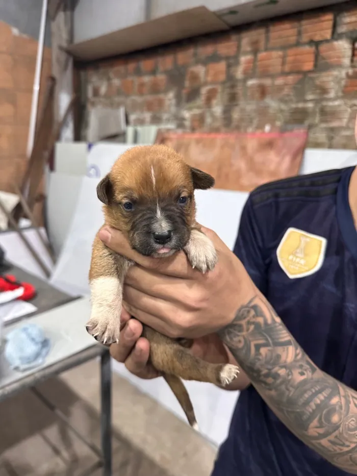 Cachorro raça SRD-ViraLata idade 2 a 6 meses nome não tem nome