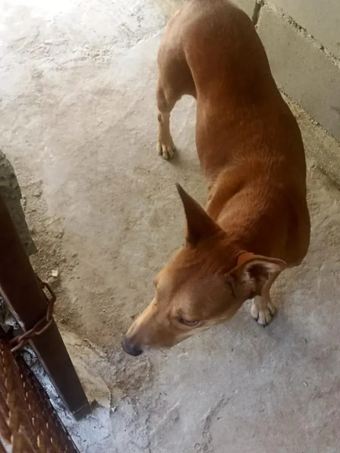 Cachorro raça SRD-ViraLata idade 2 anos nome Lobinha