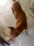 Lobinha