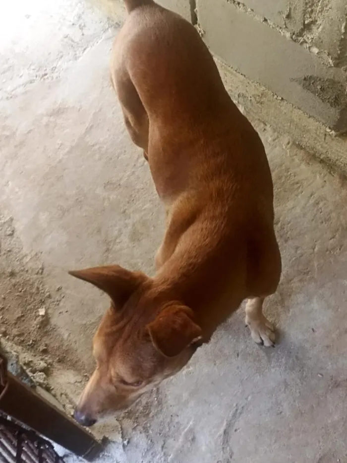 Cachorro raça SRD-ViraLata idade 2 anos nome Lobinha