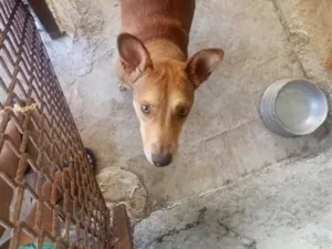Cachorro raça SRD-ViraLata idade 2 anos nome Lobinha