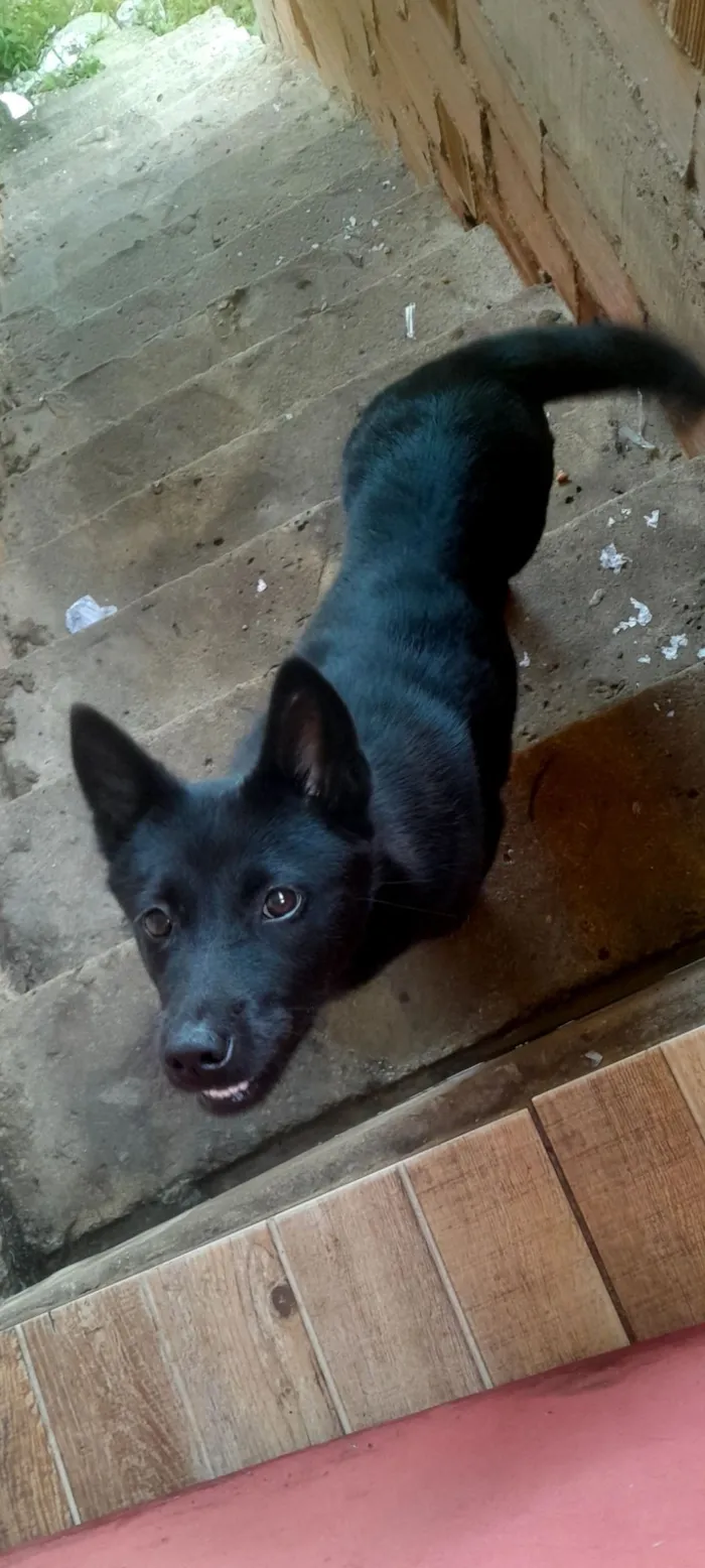 Cachorro raça SRD-ViraLata idade 7 a 11 meses nome mel
