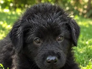 Cachorro raça SRD-ViraLata idade 2 a 6 meses nome Jade
