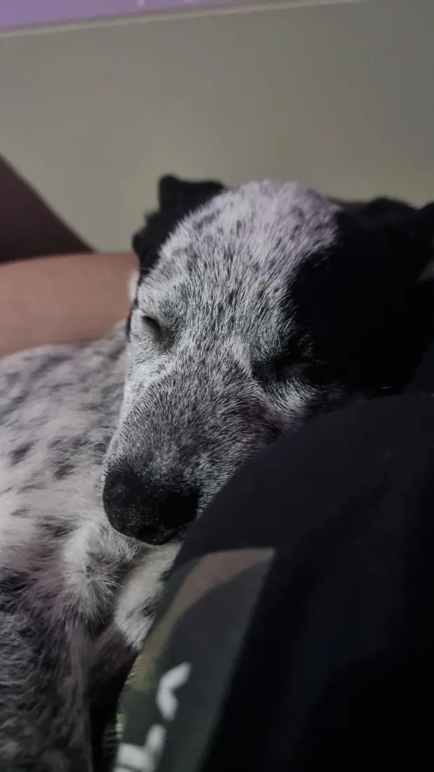 Cachorro raça SRD-ViraLata idade 7 a 11 meses nome Lua