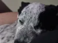 Lua