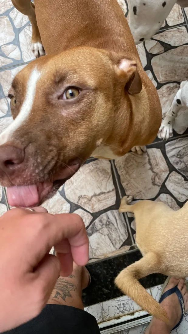 Cachorro raça SRD-ViraLata idade 7 a 11 meses nome Pandora