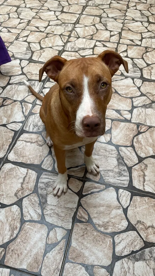 Cachorro raça SRD-ViraLata idade 7 a 11 meses nome Pandora