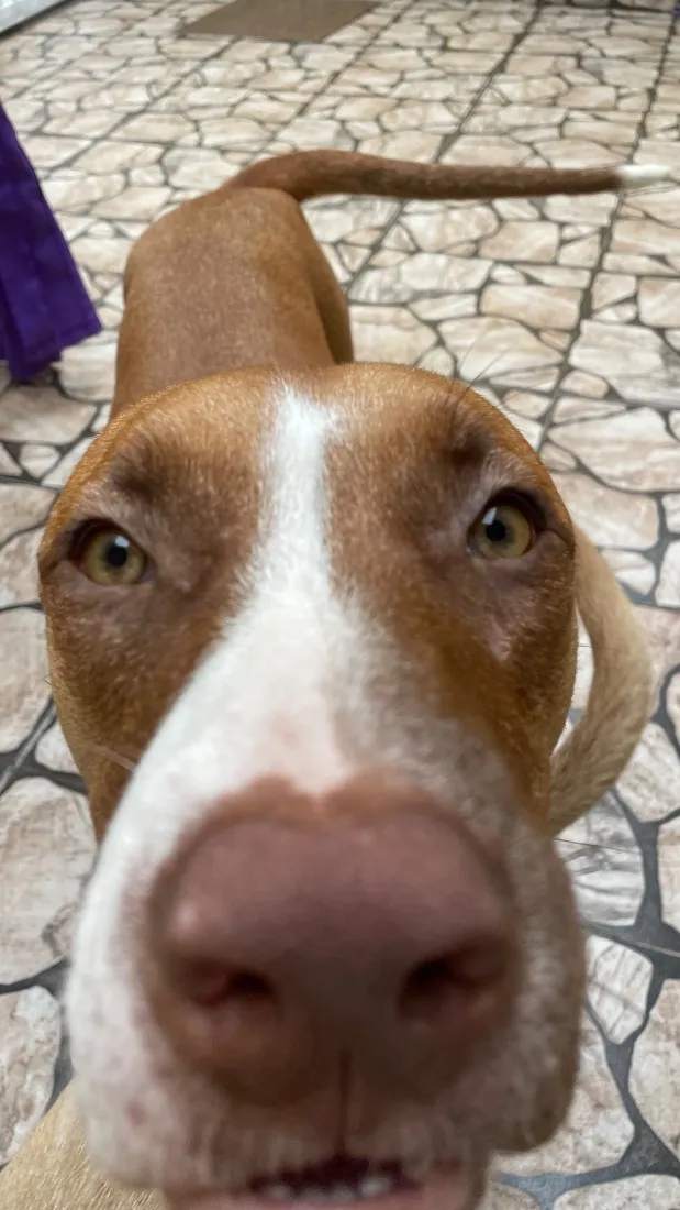 Cachorro raça SRD-ViraLata idade 7 a 11 meses nome Pandora