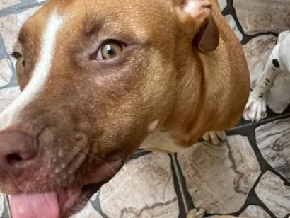 Cachorro raça SRD-ViraLata idade 7 a 11 meses nome Pandora