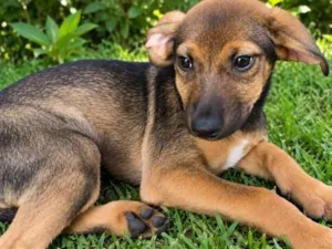 Cachorro raça SRD-ViraLata idade 2 a 6 meses nome Pandora