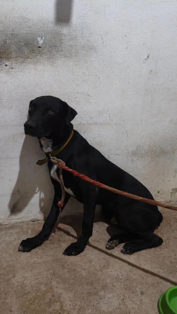 Cachorro raça SRD-ViraLata idade 7 a 11 meses nome Luffy