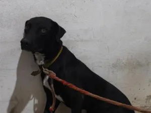 Cachorro raça SRD-ViraLata idade 7 a 11 meses nome Luffy