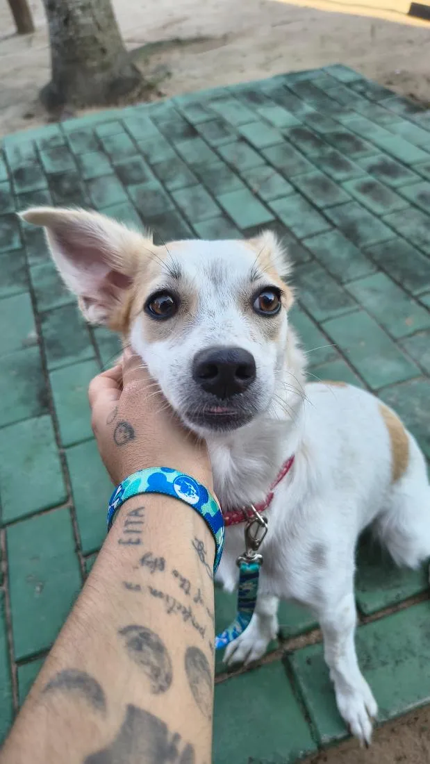 Cachorro raça SRD-ViraLata idade 7 a 11 meses nome Rita Lina