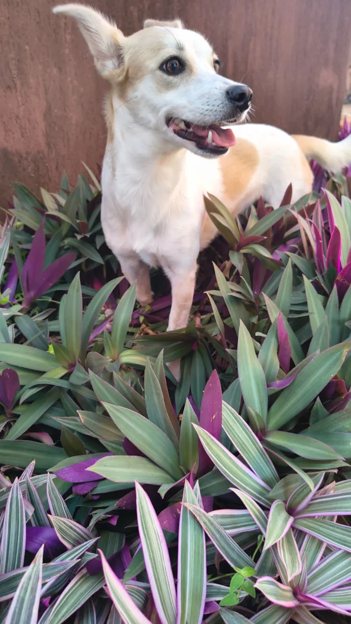 Cachorro raça SRD-ViraLata idade 7 a 11 meses nome Rita Lina