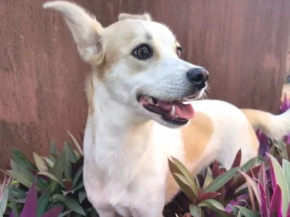 Cachorro raça SRD-ViraLata idade 7 a 11 meses nome Rita Lina