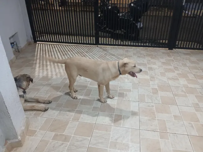 Cachorro raça SRD-ViraLata idade 2 a 6 meses nome Bruce