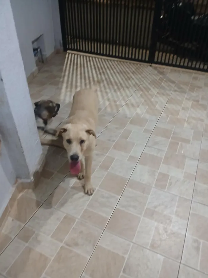 Cachorro raça SRD-ViraLata idade 2 a 6 meses nome Bruce