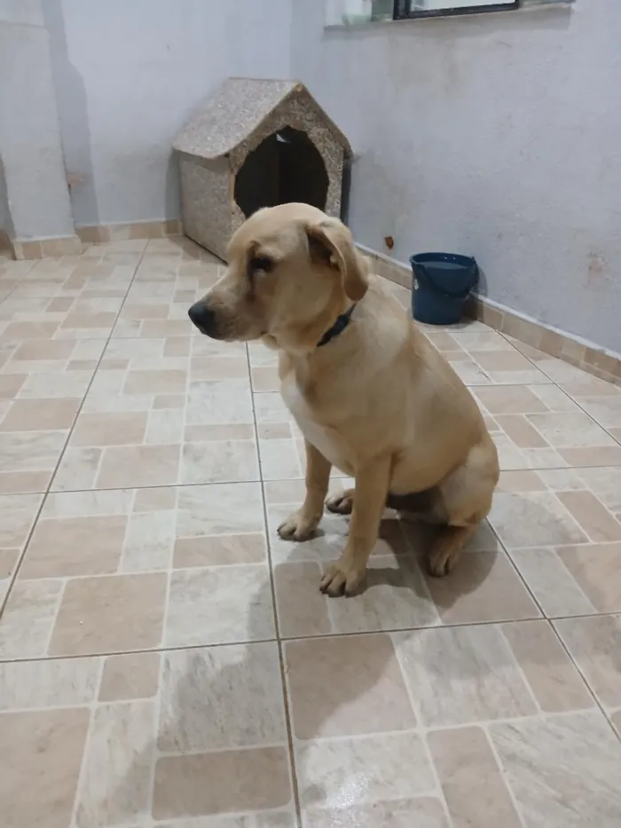 Cachorro raça SRD-ViraLata idade 2 a 6 meses nome Bruce