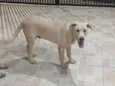 Bruce