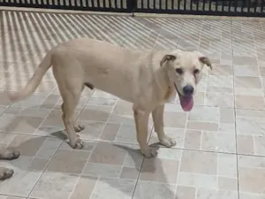 Cachorro raça SRD-ViraLata idade 2 a 6 meses nome Bruce