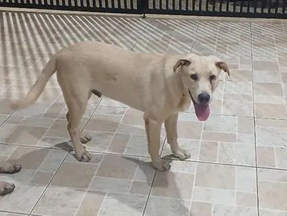 Cachorro raça SRD-ViraLata idade 2 a 6 meses nome Bruce