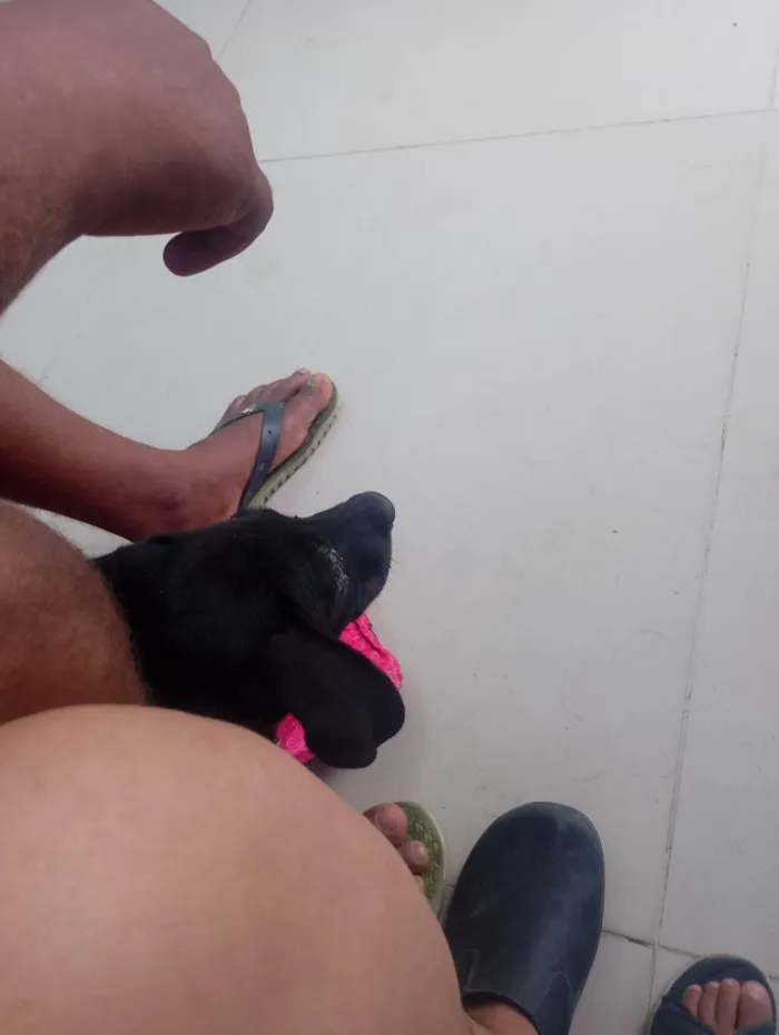 Cachorro raça SRD-ViraLata idade 2 a 6 meses nome bob