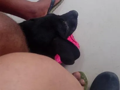 Cachorro raça SRD-ViraLata idade 2 a 6 meses nome bob
