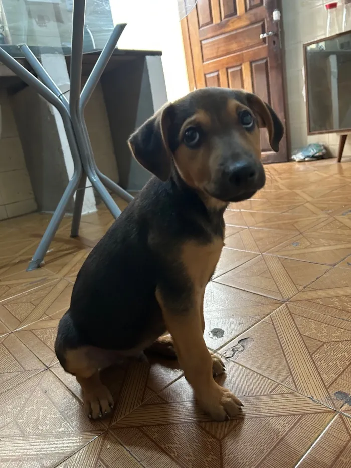 Cachorro raça SRD-ViraLata idade 2 a 6 meses nome Milu