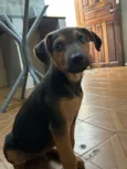 Milu