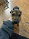 Milu