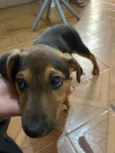 Milu