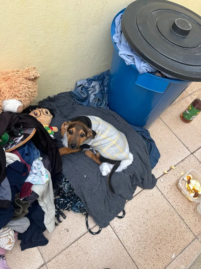 Cachorro raça SRD-ViraLata idade 2 a 6 meses nome Milu