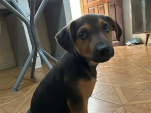 Cachorro raça SRD-ViraLata idade 2 a 6 meses nome Milu