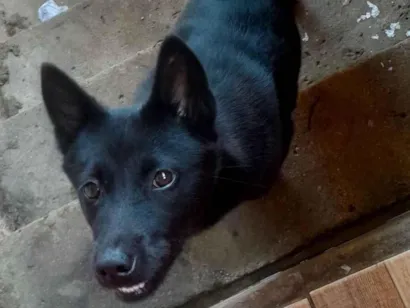 Cachorro raça SRD-ViraLata idade 7 a 11 meses nome mel