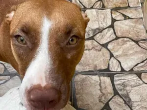 Cachorro raça SRD-ViraLata idade 7 a 11 meses nome Pandora