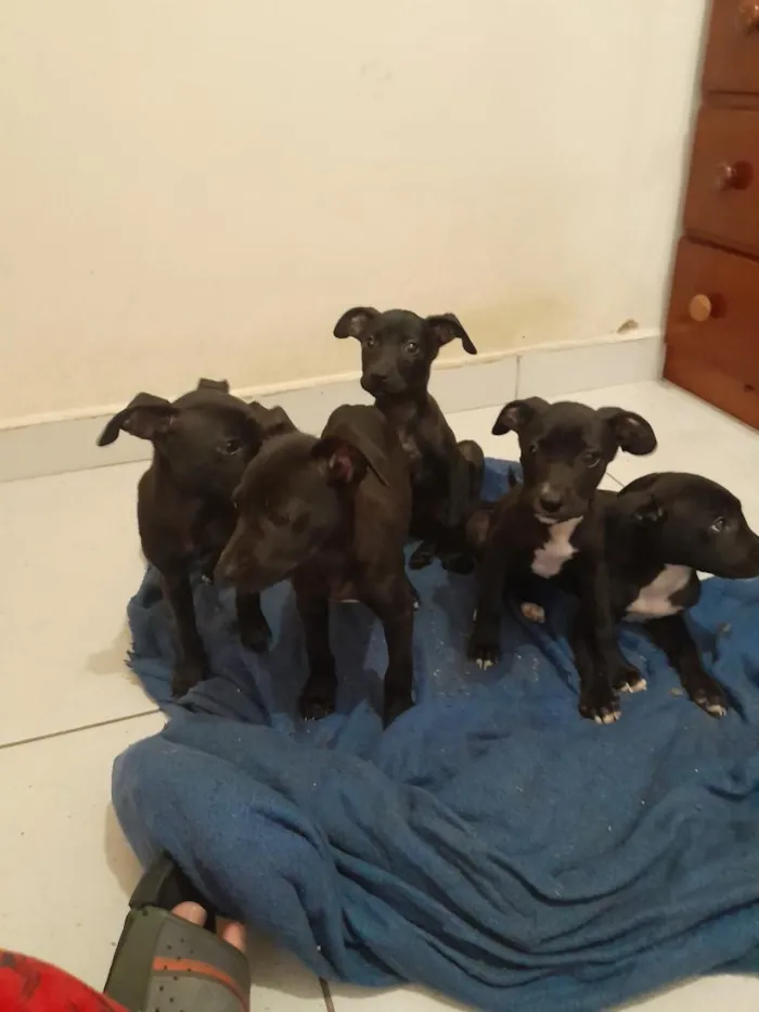 Cachorro raça SRD-ViraLata idade 2 a 6 meses nome Sem nome