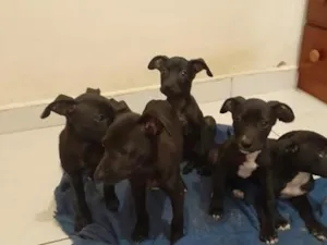 Cachorro raça SRD-ViraLata idade 2 a 6 meses nome Sem nome