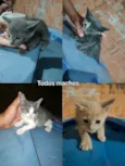 Eles ainda não tem nome, deixo pro novo dono escolher 