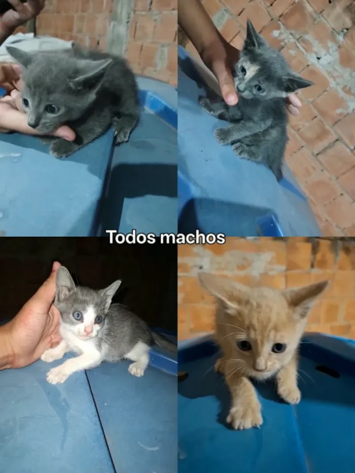 Gato raça SRD-ViraLata idade 2 a 6 meses nome Eles ainda não tem nome, deixo pro novo dono escolher 