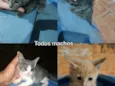 Eles ainda não tem nome, deixo pro novo dono escolher 