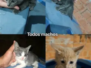 Gato raça SRD-ViraLata idade 2 a 6 meses nome Eles ainda não tem nome, deixo pro novo dono escolher 