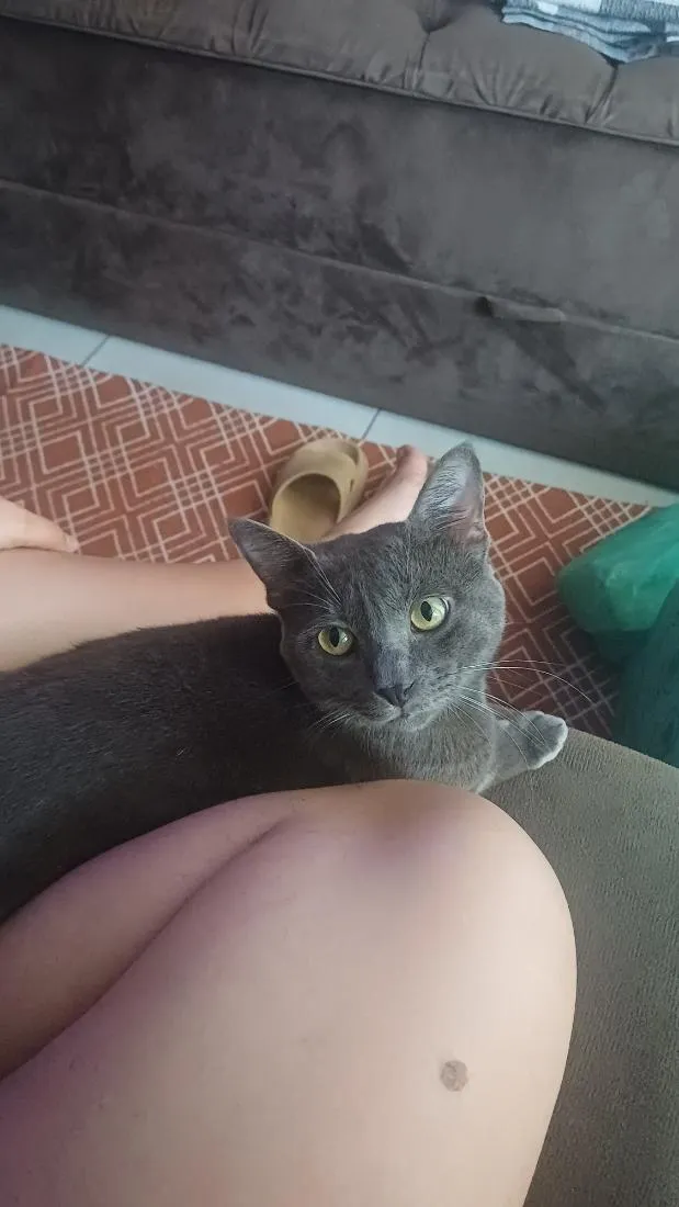 Gato raça SRD-ViraLata idade 1 ano nome Zé
