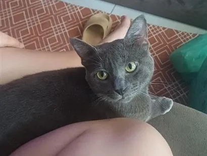 Gato raça SRD-ViraLata idade 1 ano nome Zé