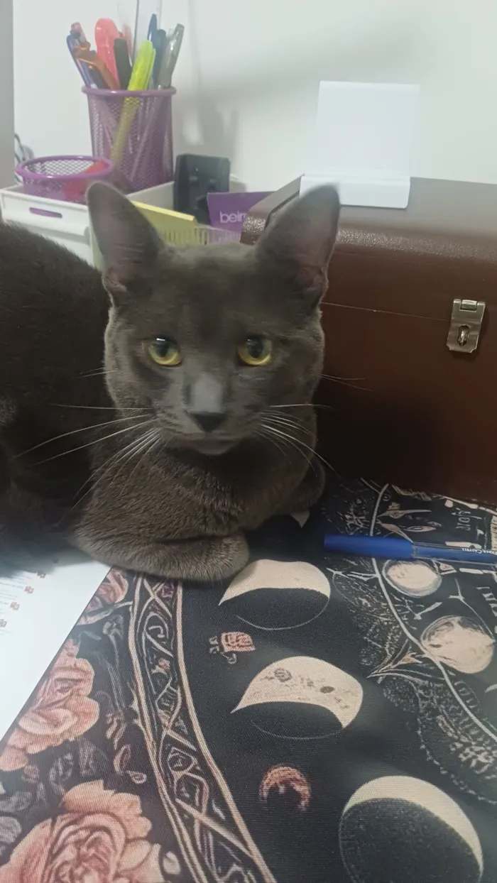 Gato raça SRD-ViraLata idade 1 ano nome Zé