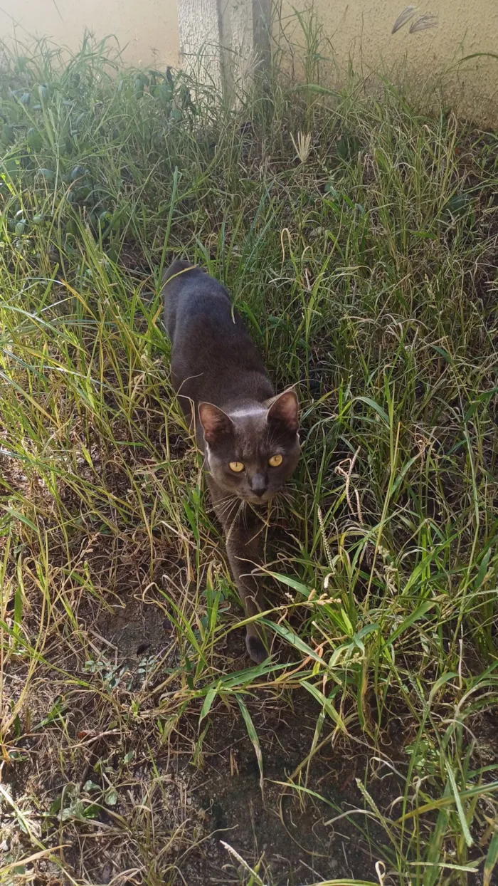 Gato raça SRD-ViraLata idade 1 ano nome Zé