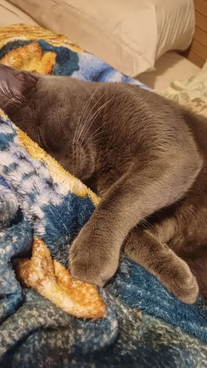 Gato raça SRD-ViraLata idade 1 ano nome Zé