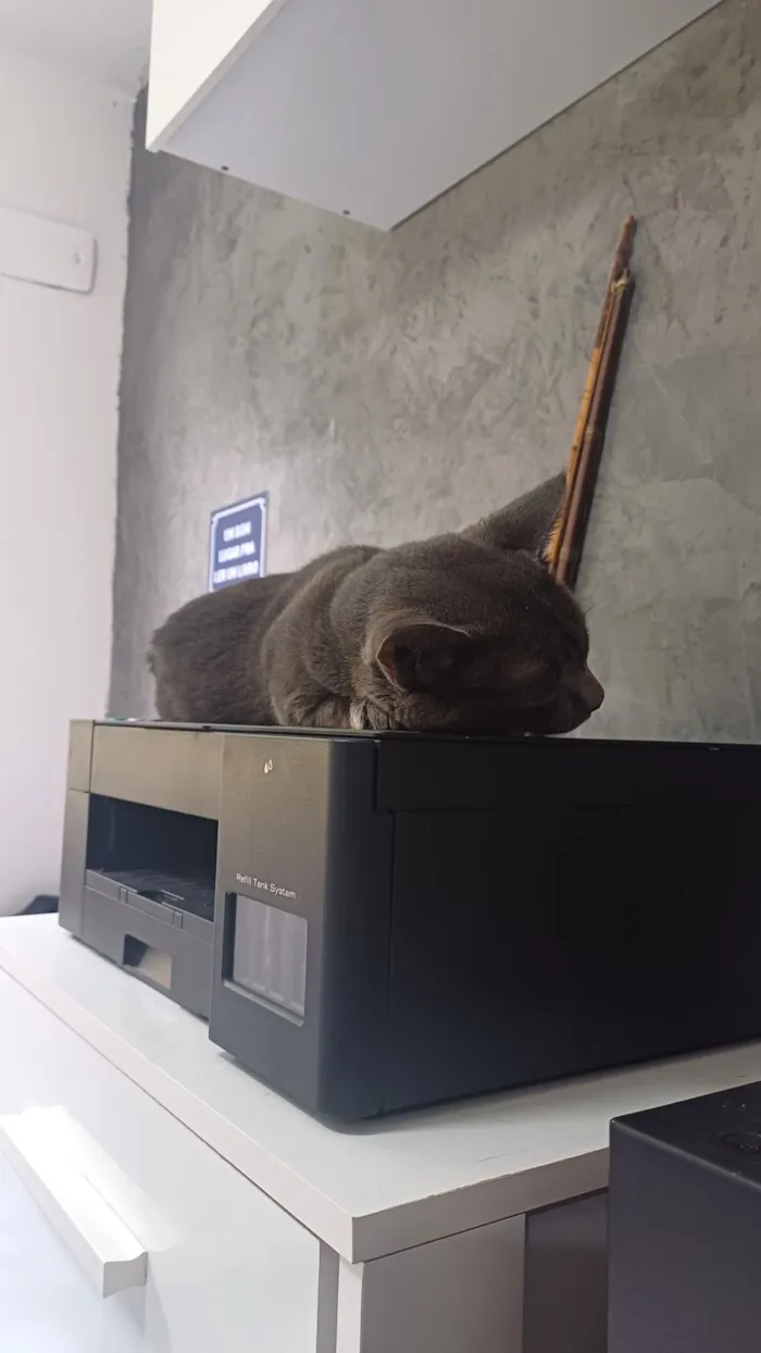 Gato raça SRD-ViraLata idade 1 ano nome Zé