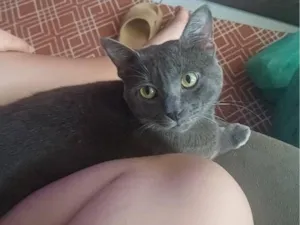 Gato raça SRD-ViraLata idade 1 ano nome Zé
