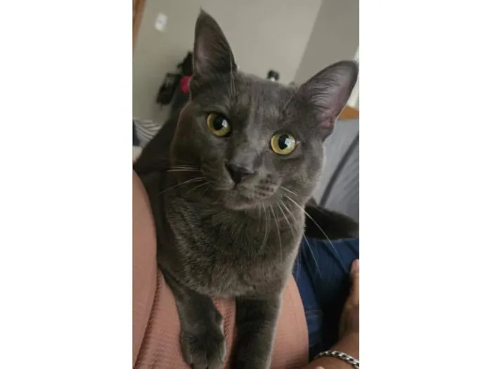 Gato raça SRD-ViraLata idade 1 ano nome Zé